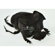 ATTAVICINUS MONSTROSUS